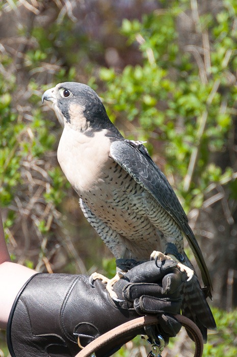 Perry the Peregrine Falcon