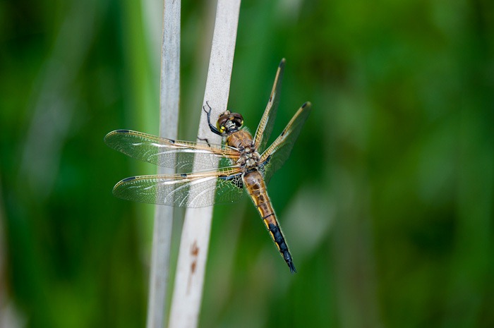 Four spotted Skimmer