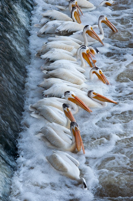 White Pelicans 