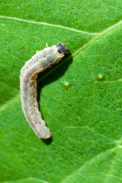 Translucent caterpillar