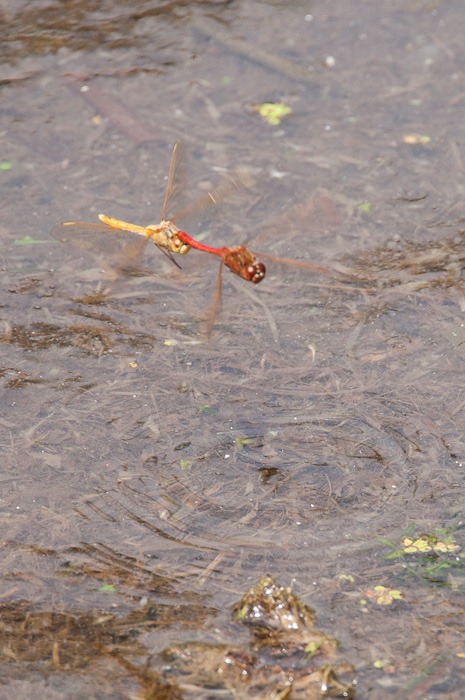 Mating dragonflies, red male on top