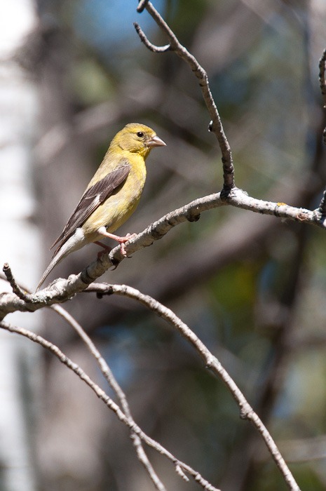 female American Goldfinch 