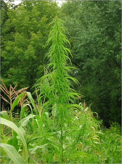 Questionable plant in Dubinka, Ukraine