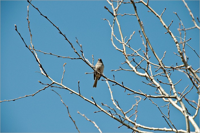 Nice singing bird