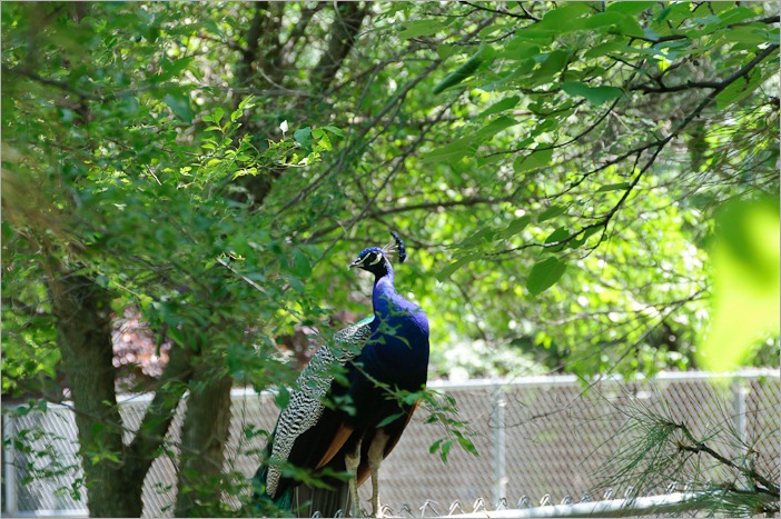 Getting high on a fence and keeping cool
