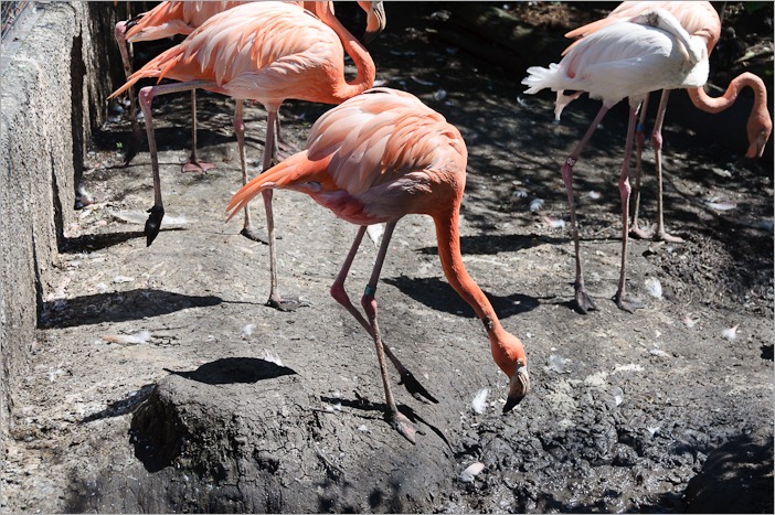 Flamingos, finding food in the mud