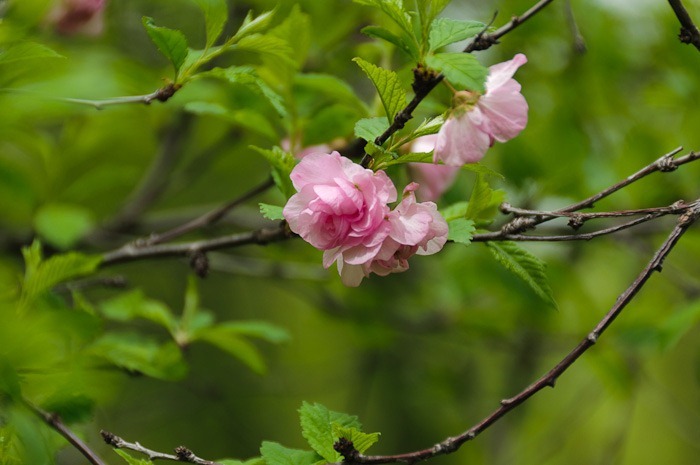 Crab apple