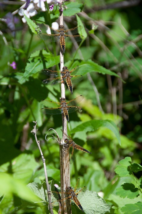 Four Spotted Skimmers by the dozen