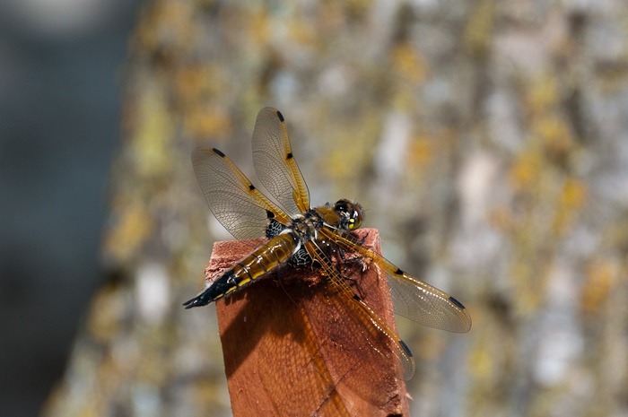 Four spotted skimmer