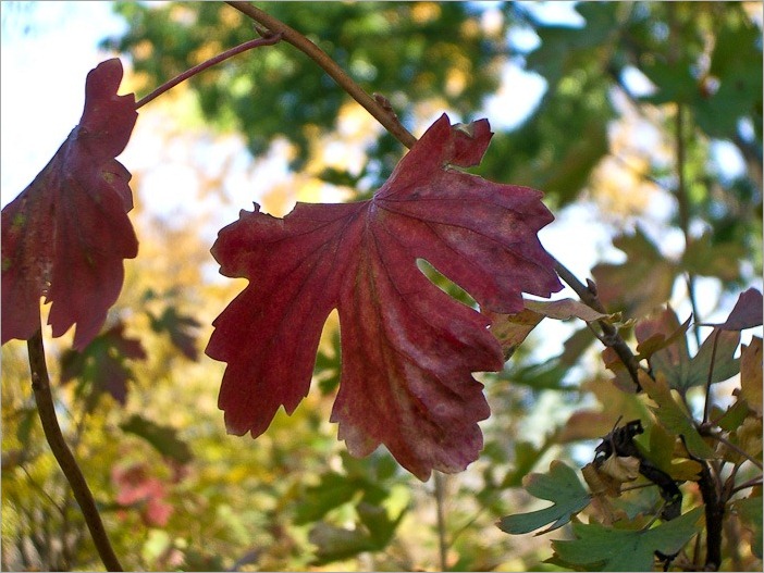 Last coloured leaf