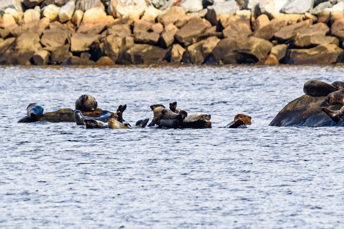 Harbour seals in the sun