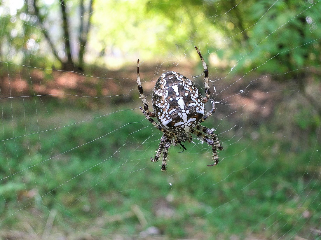 Garden spider