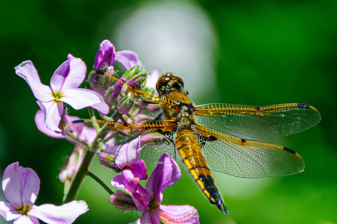 Four Spotted Skimmer