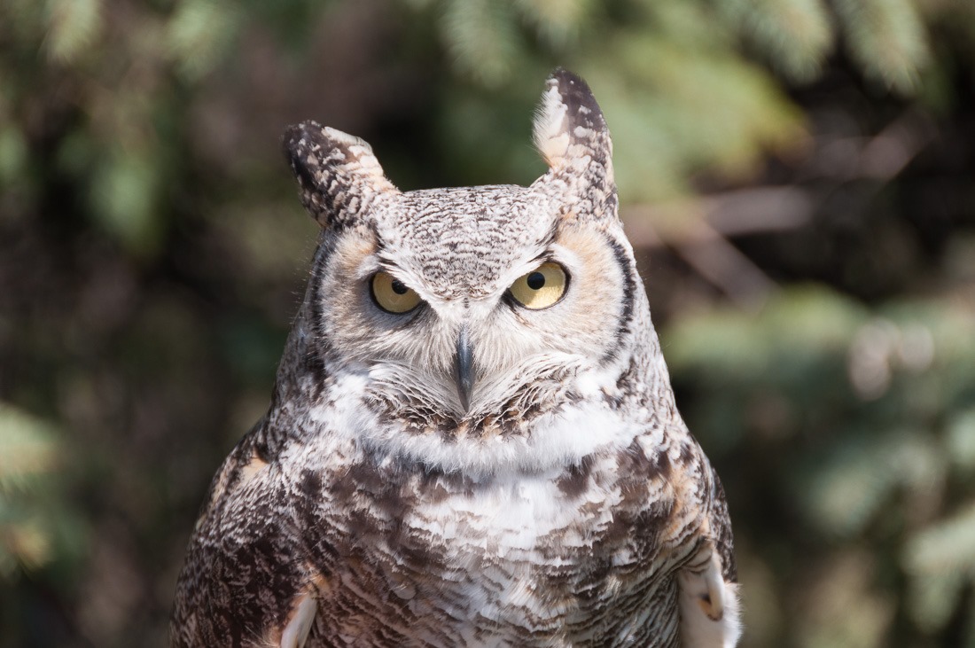 Great Horned Owl