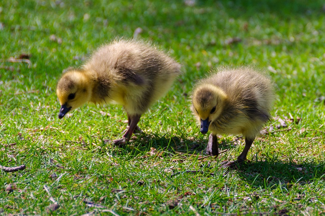 Eating their way into life