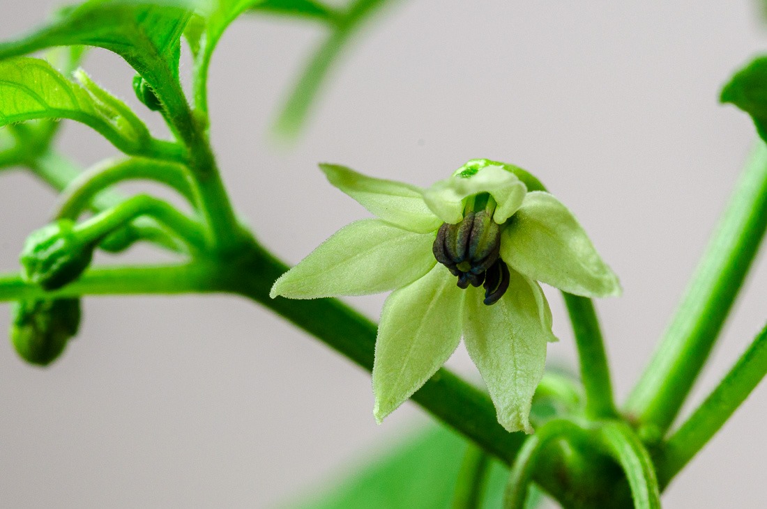 Habanero Flower