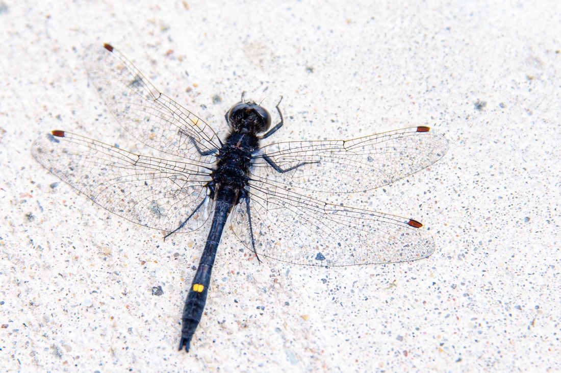 Dot-Tailed Whiteface 