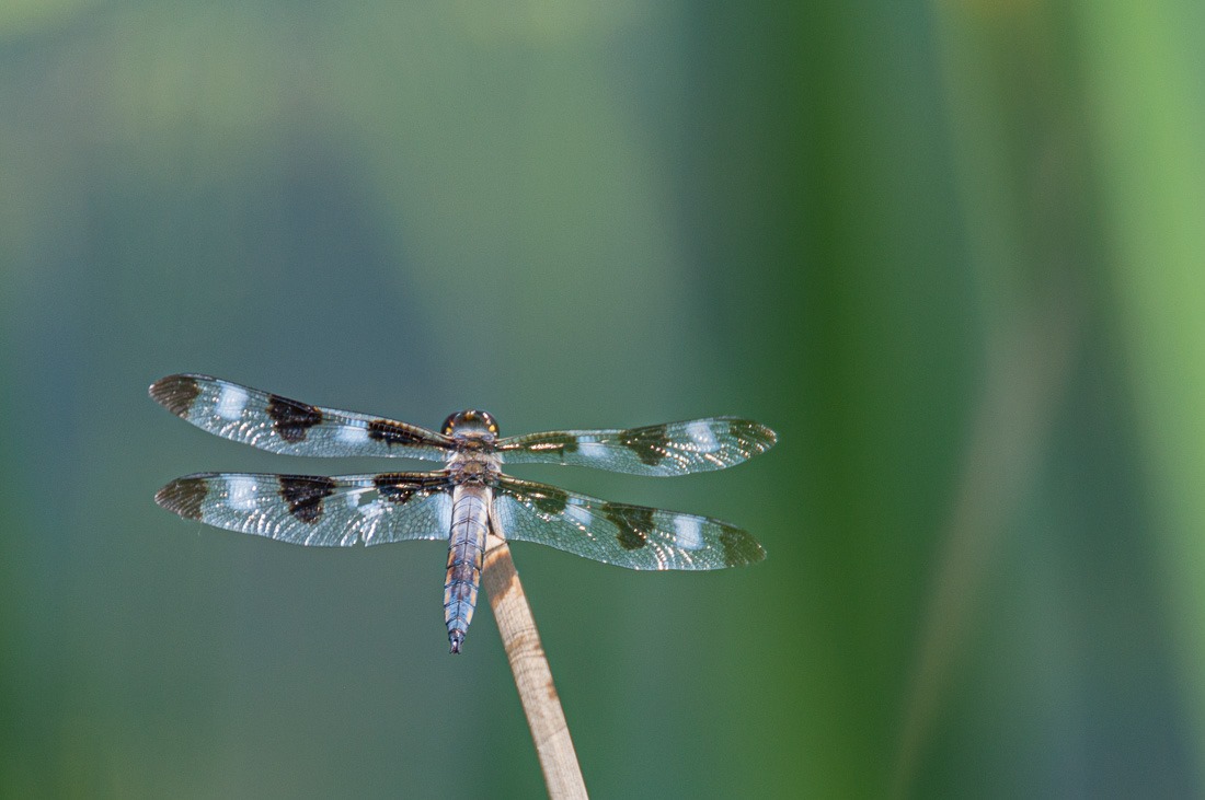 Twelve Spotted Skimmer