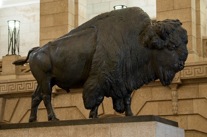Manitoba Bison