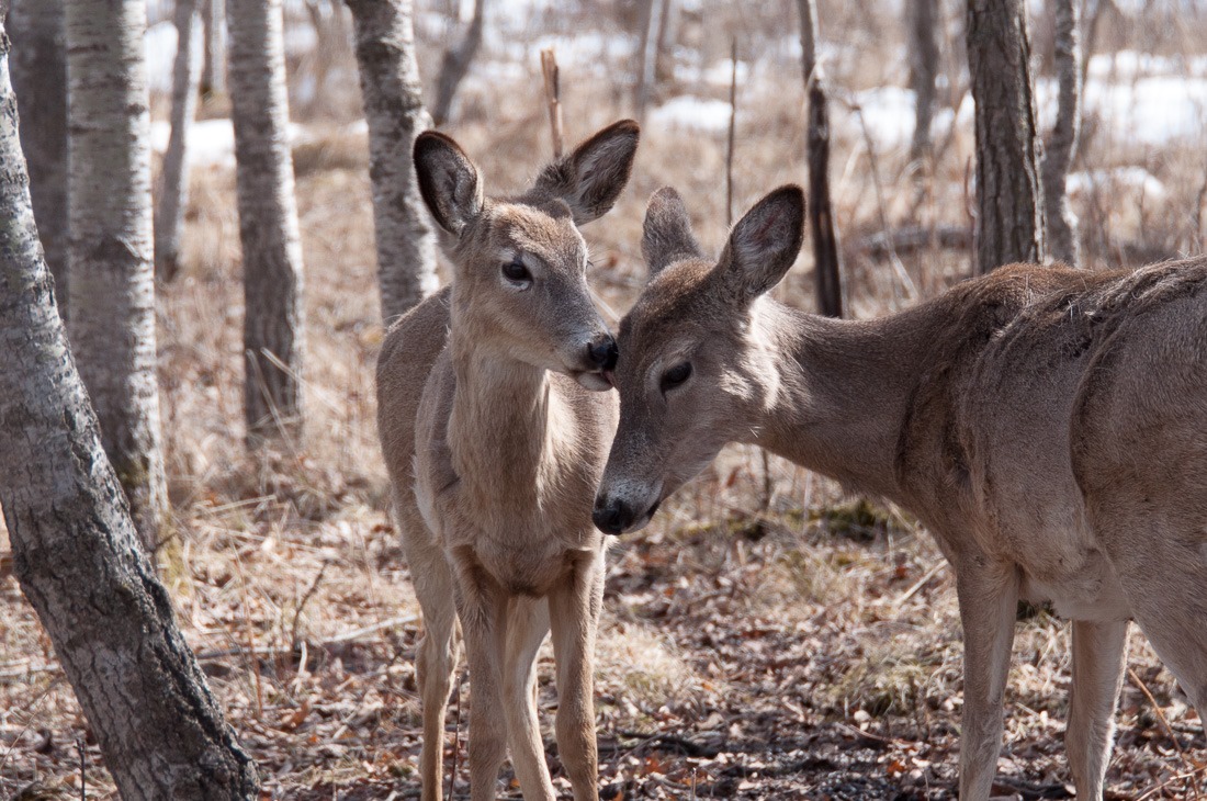 White Tailed Deer