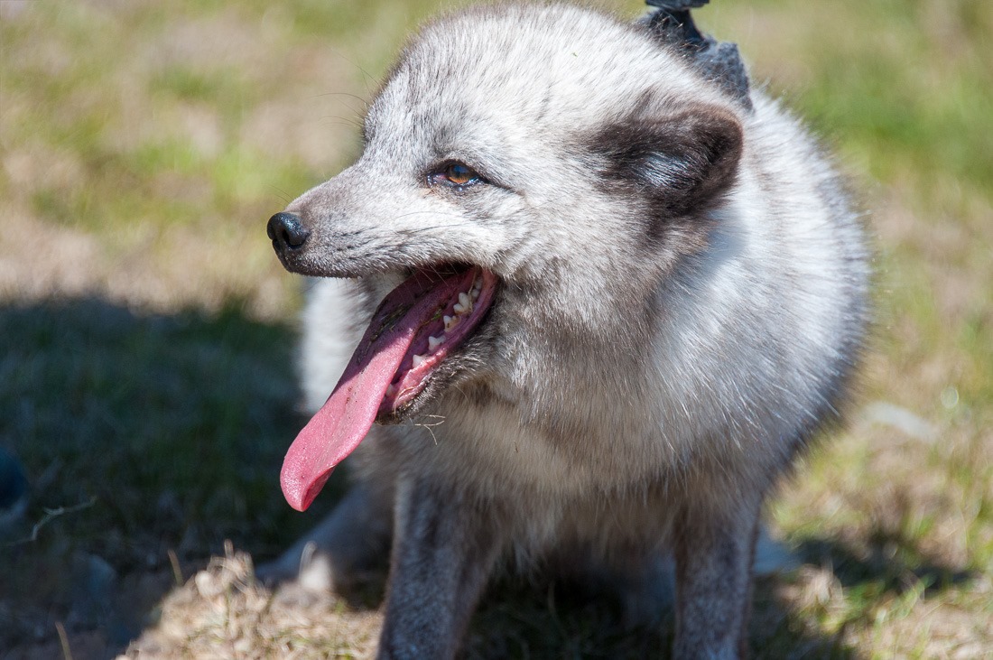 Arctic Fox