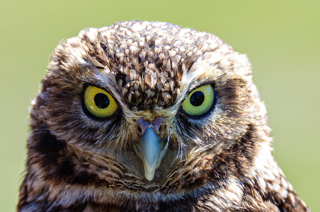 Burrowing Owl scrutiny