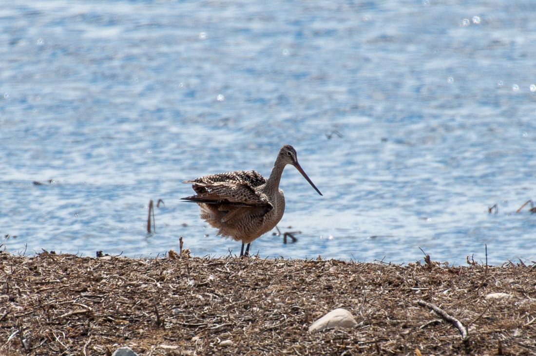 Marbled Godwit, Monroe style