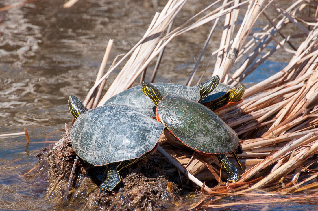 Turtles basking in the sun