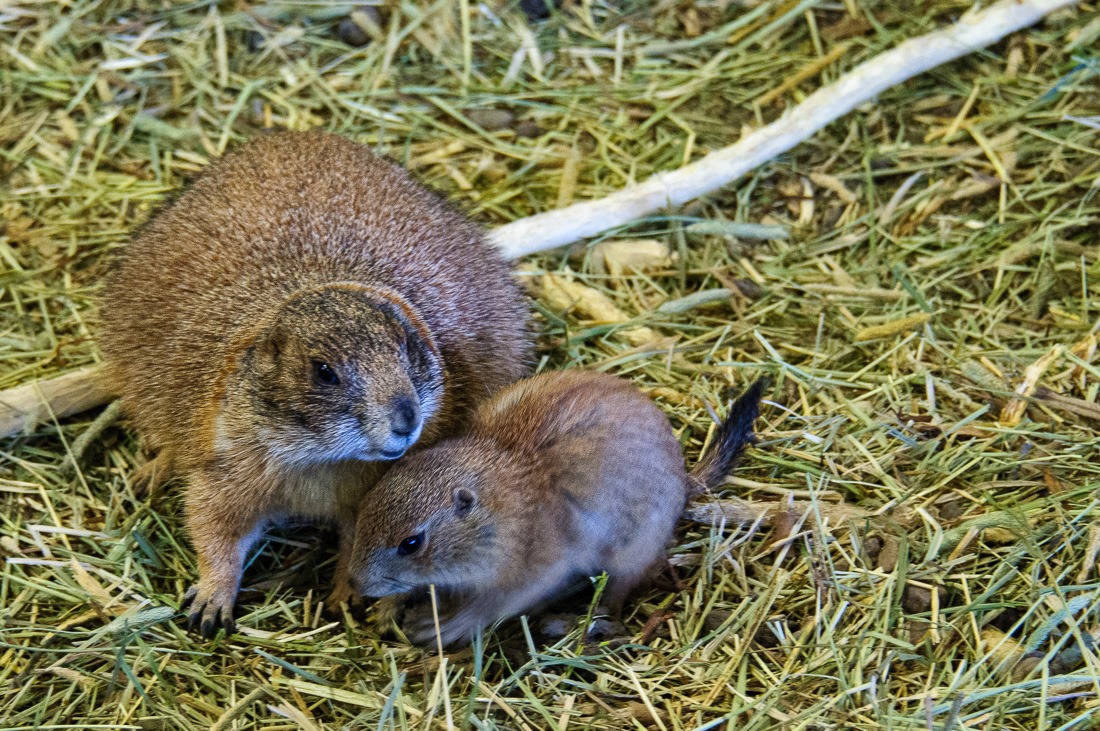 Prairie Dogs