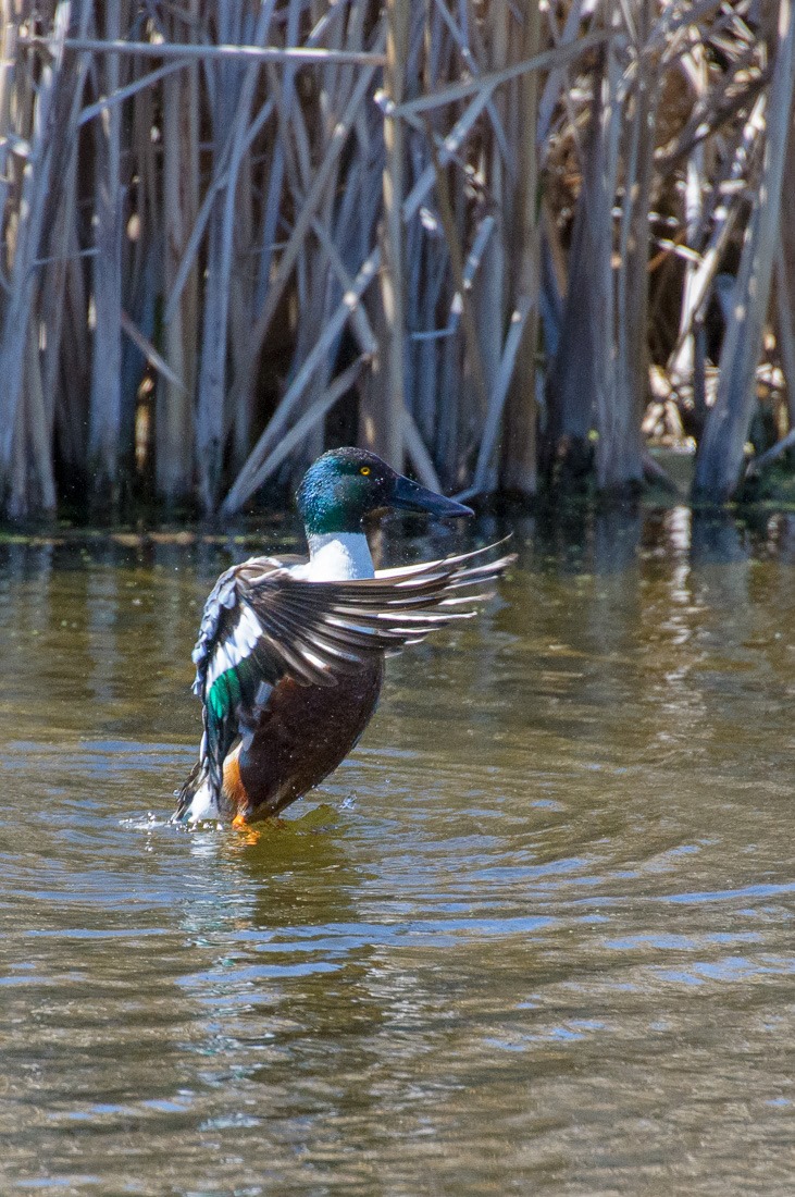 Northern Shoveler stretching the wings