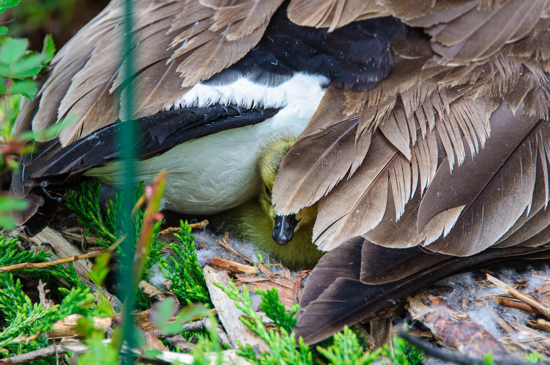 Peek-a-boo with a Canada Gosling