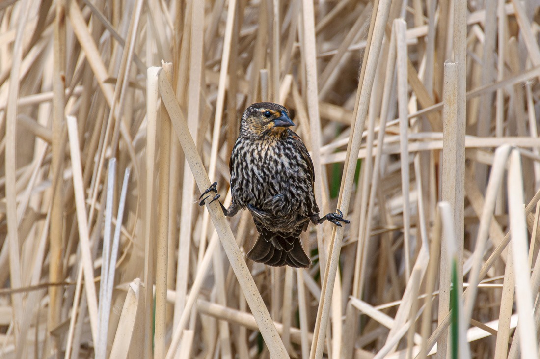 Un-lady like pose of a Red Winged Blackbird female