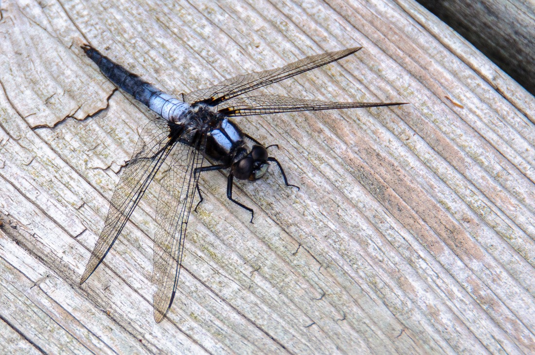 Chalk Fronted Corporal 