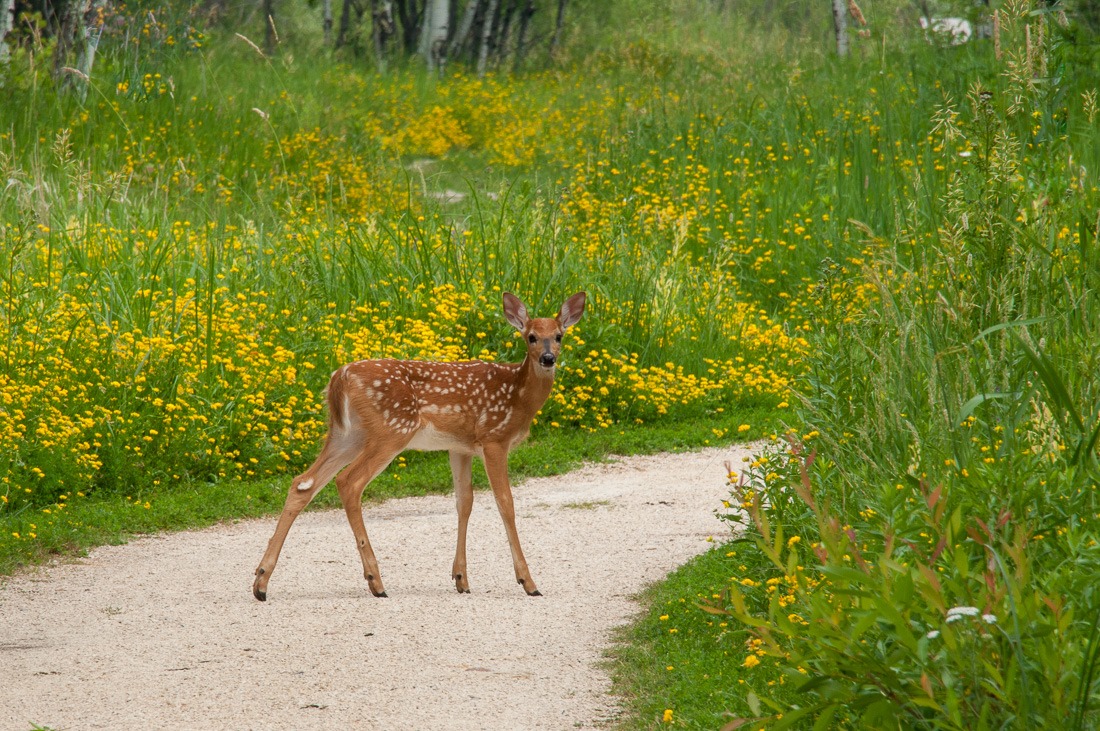 White Tailed Deer fawn