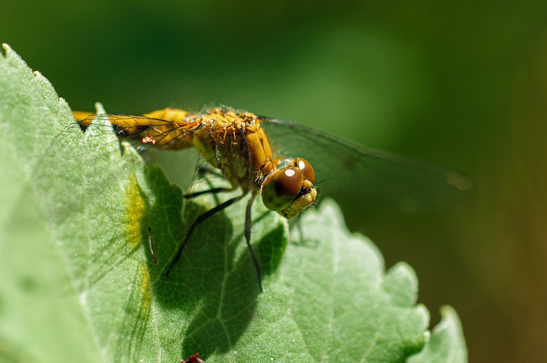 Saffron-winged Meadowhawk