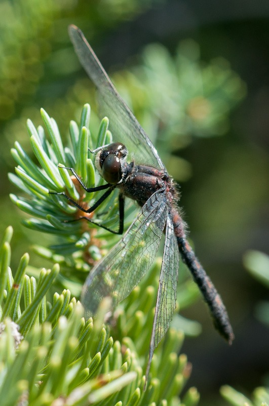 Unidentified dragonfly