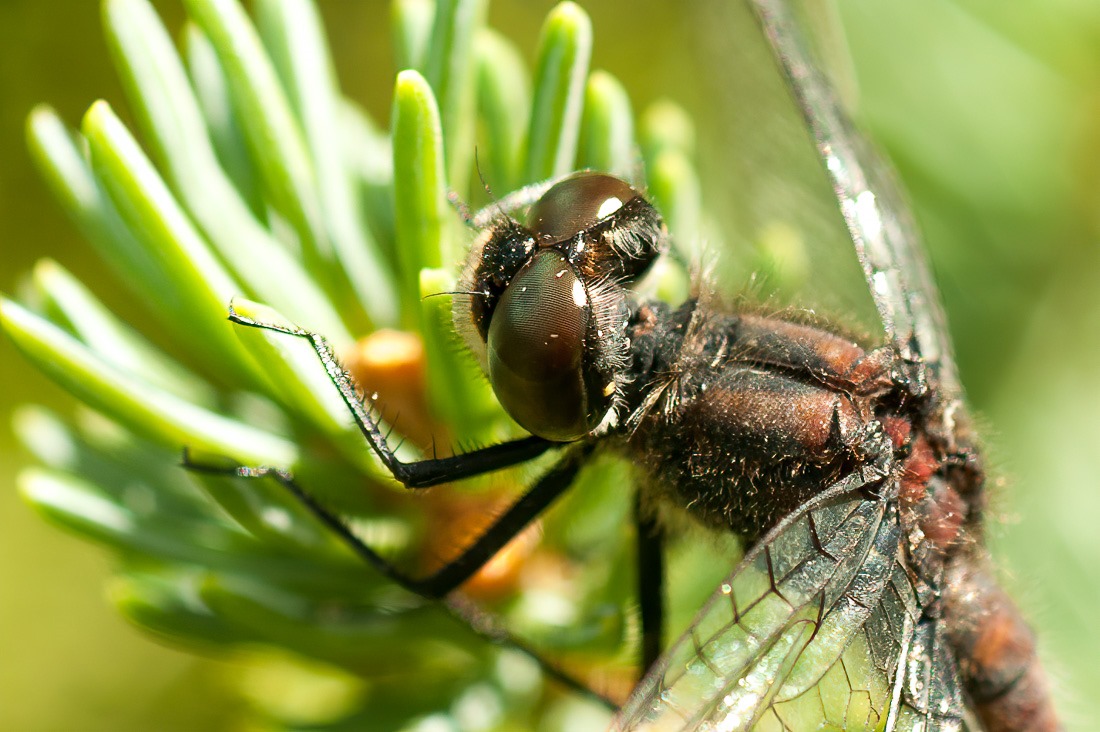 Dragonfly