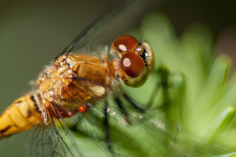 Saffron-winged Meadowhawk