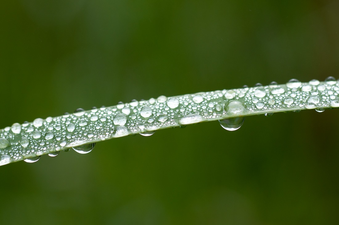 Nature's water drops