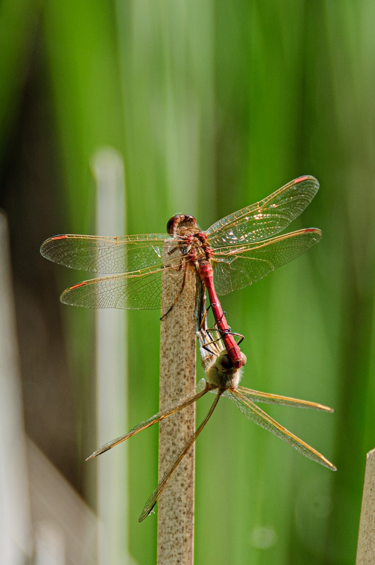 Mating Saffron-winged Meadowhawks