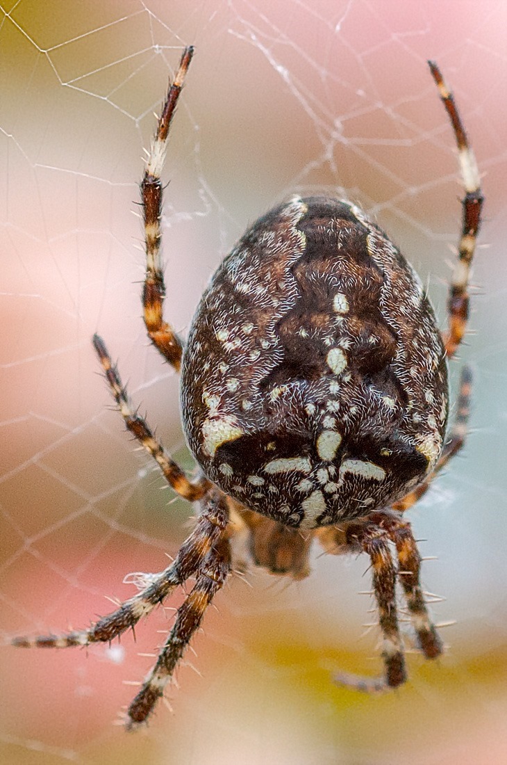 Garden spider