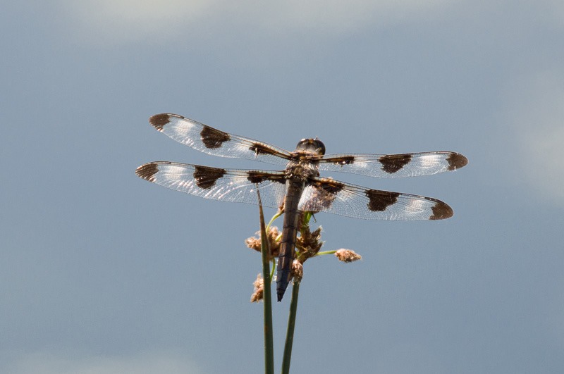 Twelve spotted Skimmer