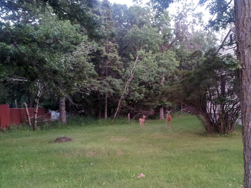 Evasive deer