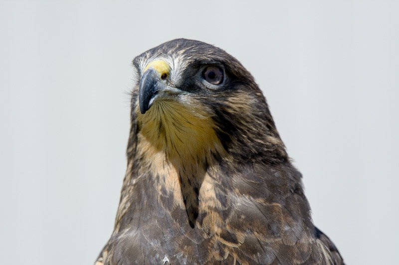 Swainson's Hawk