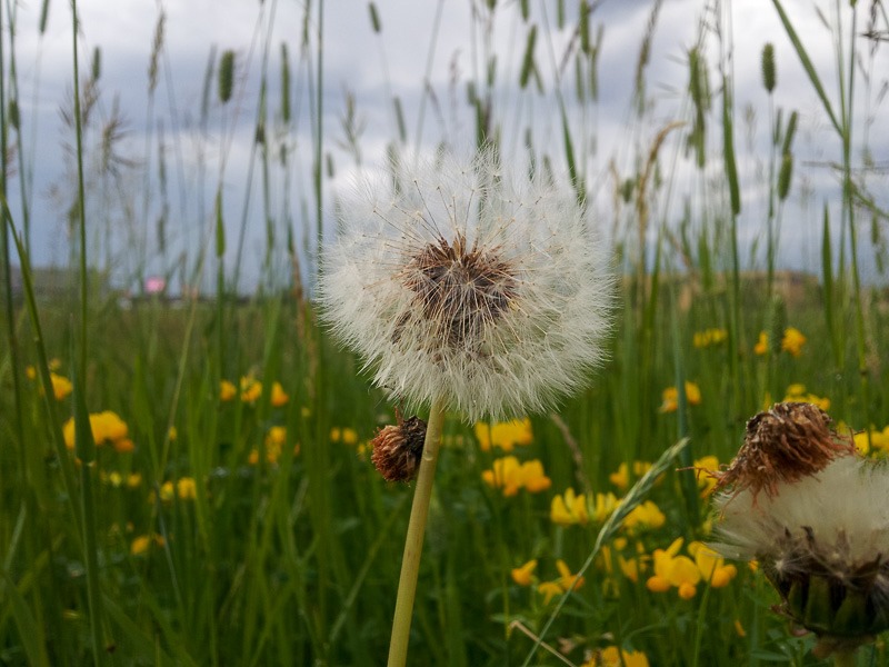 Dandy Lion in a field