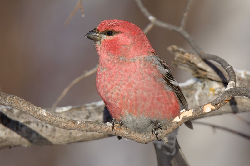 Pine Grosbeak in Birds Hill Park