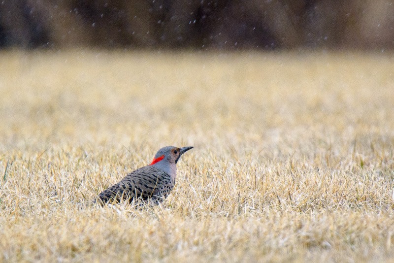 Northern Flicker