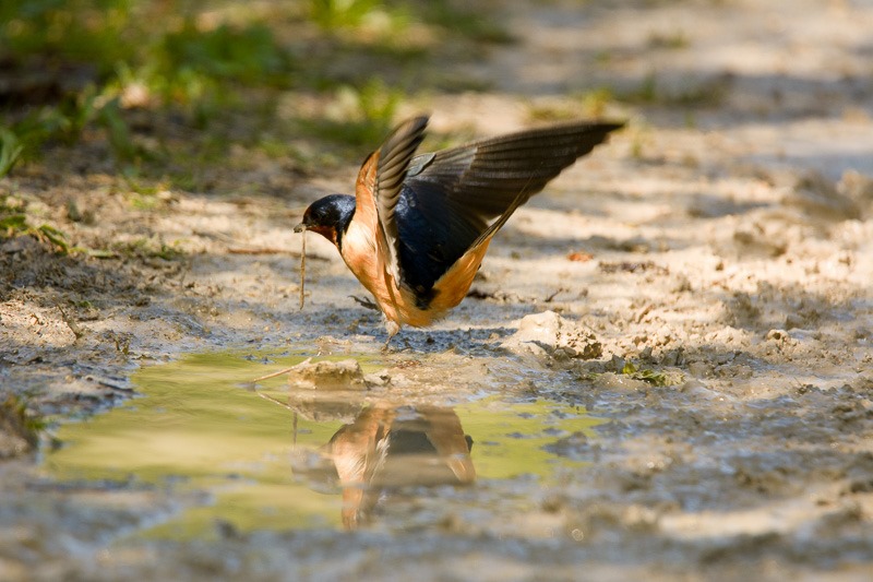 American Robin