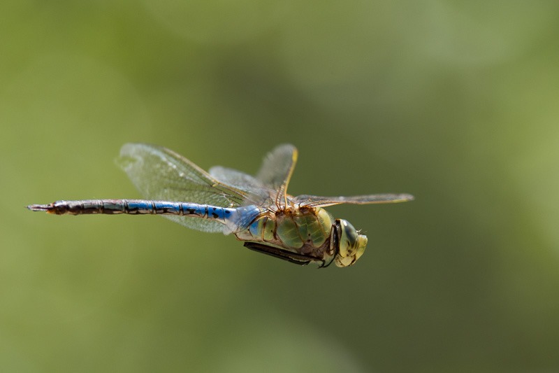 Common Green Darner