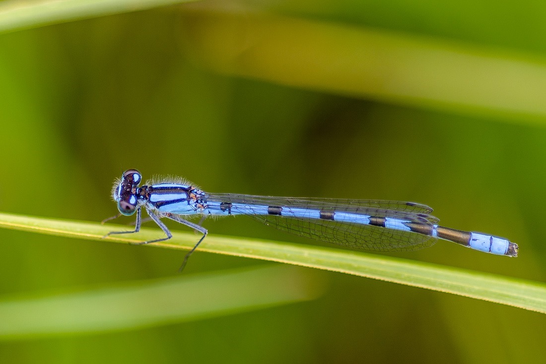 Damselfly